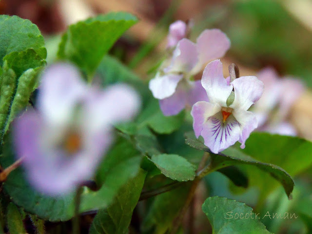 Viola hondoensis