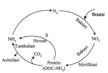 siklus nitrogen