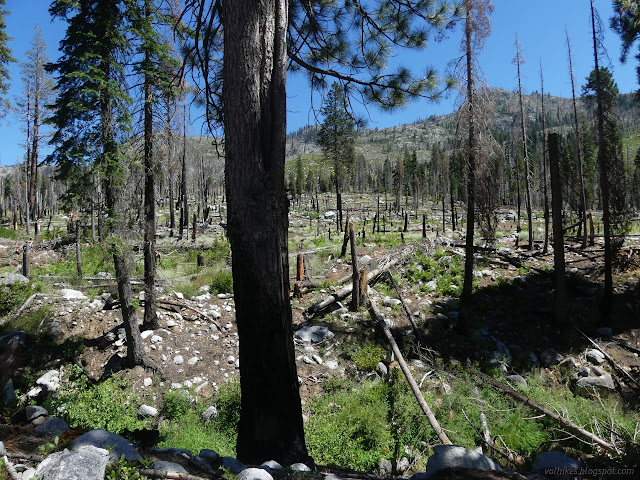 075: many fallen trees in green