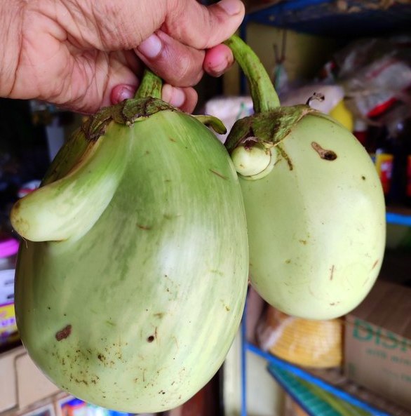 Mattu Gulla Brinjal Udupi