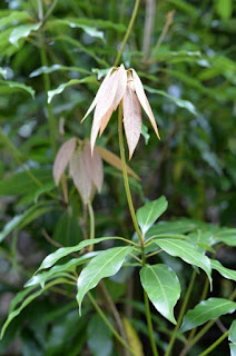 屋久島の植物シロダモ