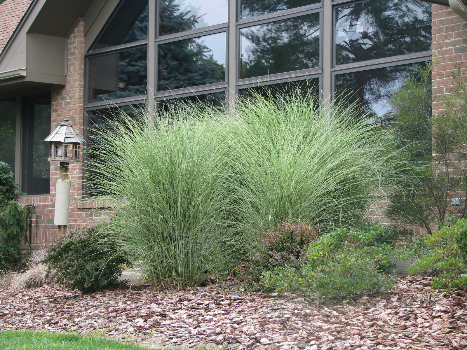 Calgary Real Estate Blog | Christina in Petrotown: EASY GROW GRASSES