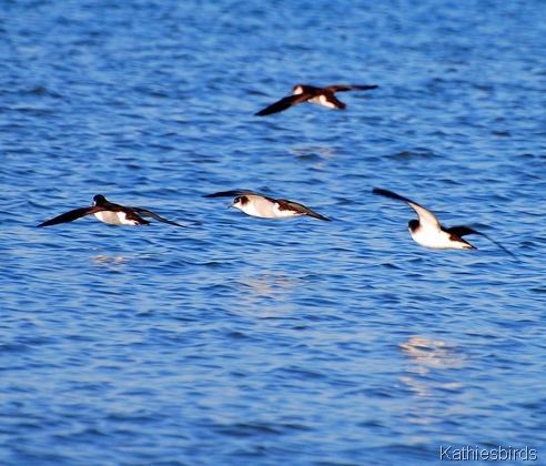 1. Manx Shearwater-kab