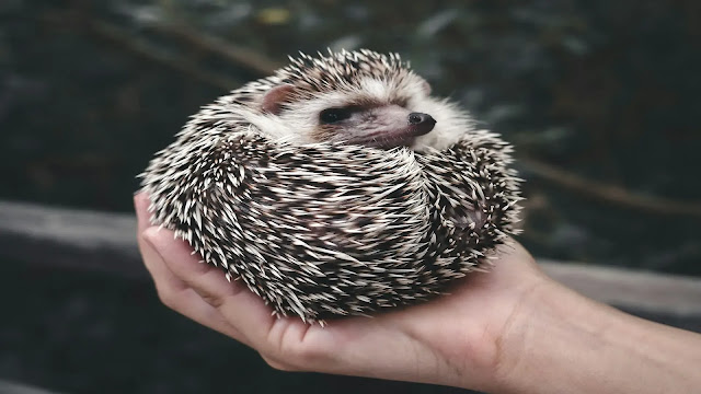 Hedgehog