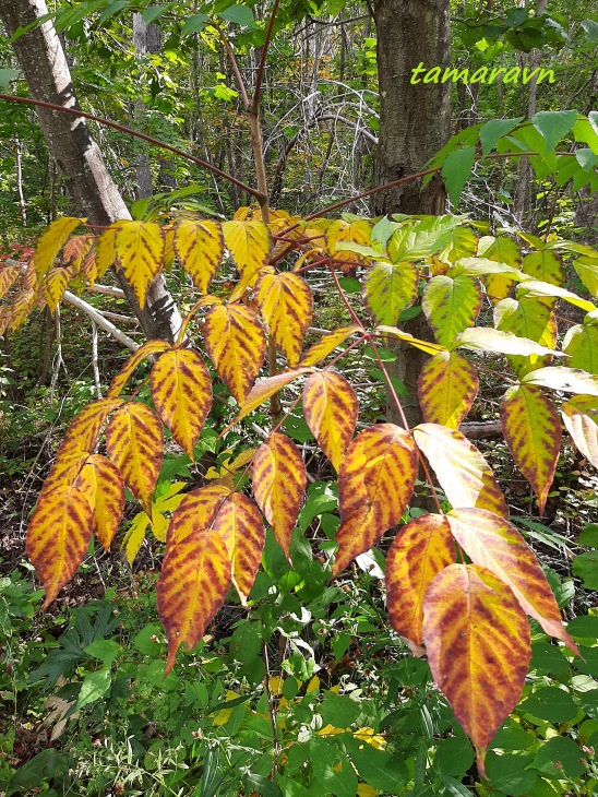 Аралия высокая / Аралия маньчжурская (Aralia elata, =Aralia mandshurica)