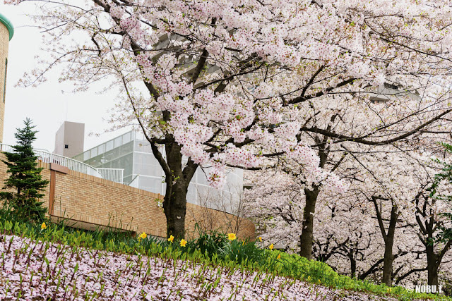 佃公園（中央区）の桜と水仙