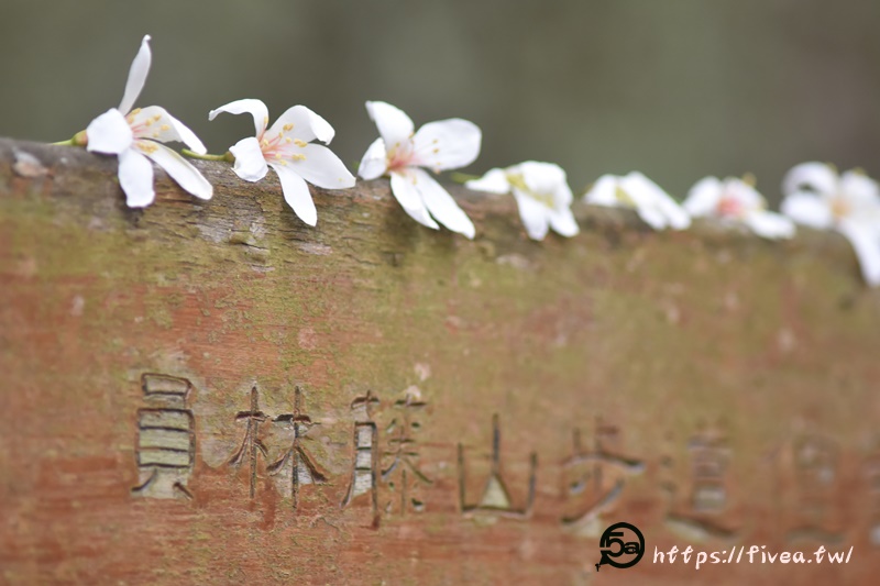 浪漫五月，桐花飄落｜員林藤山步道賞花記