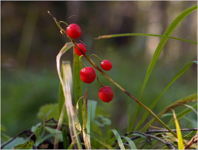 Ландыш майский (Convallaria majalis)