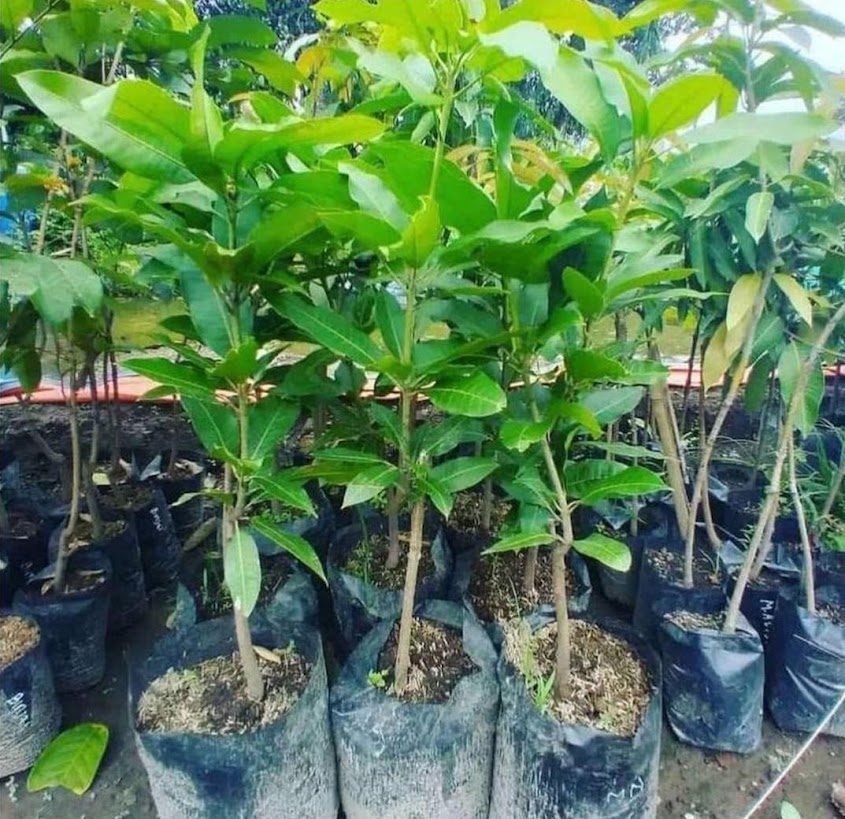 bibit mangga madu bibit Maluku