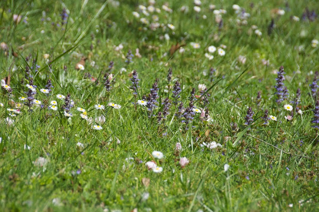 Adventices au jardin, cultiver la biodiversité