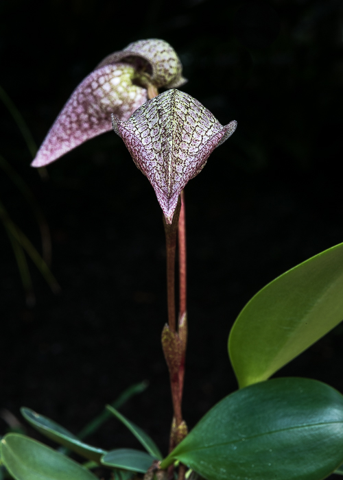 Bulbophyllum arfakianum ABG 20050050