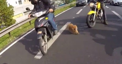 Perrito salvado por motociclistas en una carretera