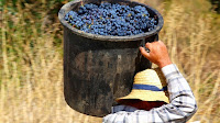 Homem a carregar as uvas às costas num balde grande
