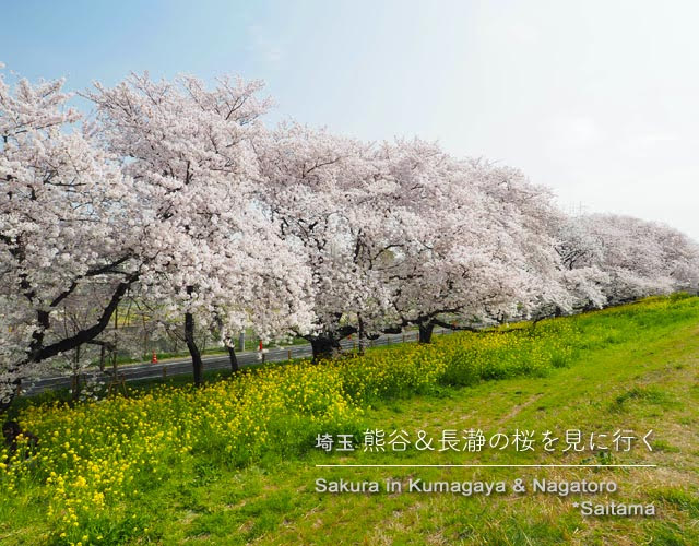 熊谷桜堤の桜