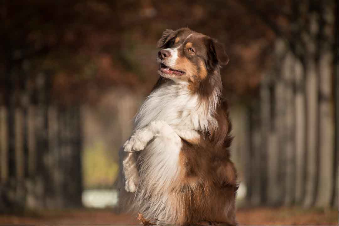 Berger Australien x Border Collie: les différences