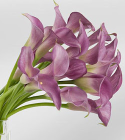 purple Calla lilies