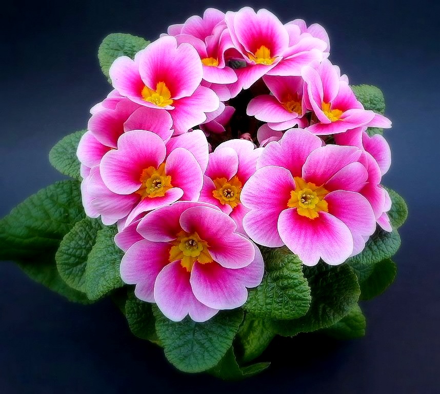  Bunga  Bunga  Yang Cantik Dan Indah  AlamBlogr