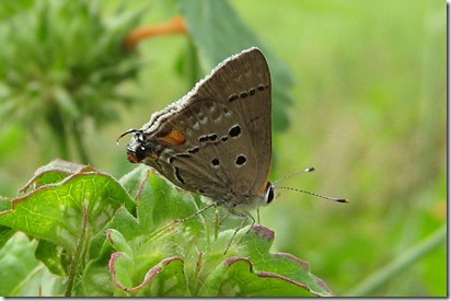 mallow scrub-hairstreak