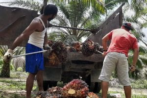 Mantap Naik Lagi, Berikut Daftar Lengkap Harga Sawit Riau