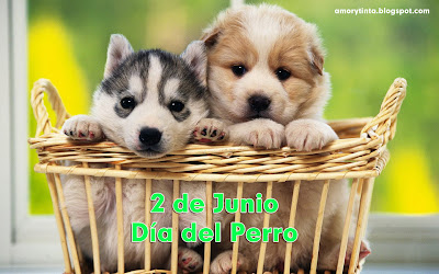 perros cachorros tiernos