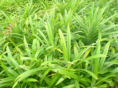 Daun Pandan (Screwpine Leaves)