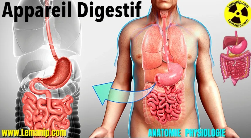 Appareil Digestif