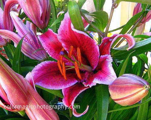 lilies tattoos. Oriental+lilies+tattoos