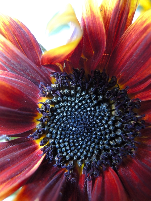 In mijn tuintje: zonnebloemen