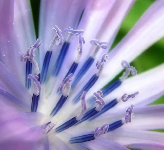 Blue lace flower photos