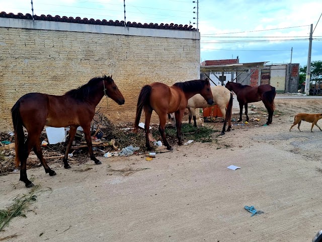 NOTÍCIA ANIMAL: CAVALINHOS DO FANTÁSTICO CAMINHAM LIVREMENTE PELAS RUAS DE MACAU 