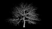 White Tree Experimental. Posted by 3D Team at 02:56 No comments: