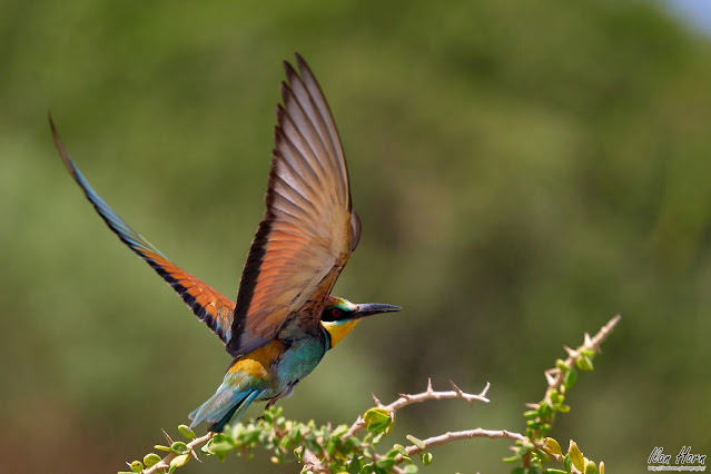 European Bee-Eater Takeoff