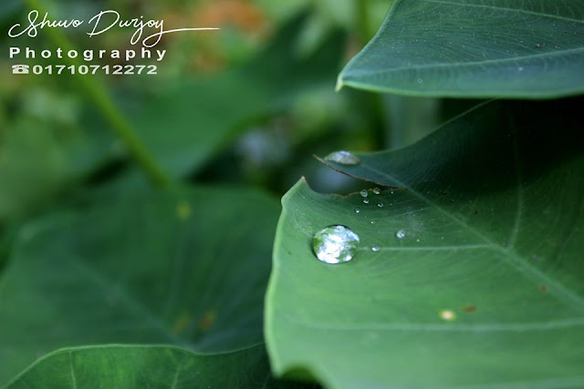 Water-Drop-into-Leaf