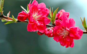 blooms-of-fuchsia-flowers