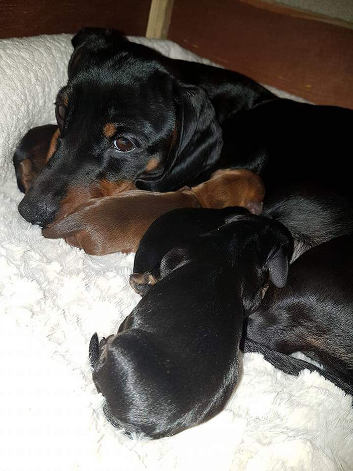 A Teenager Got An Adorable Shot Of His 16 Dachshunds After A Friend Told Him It’s Impossible