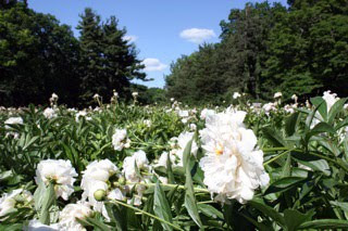 Peony Garden at Matthei Botanical Garden