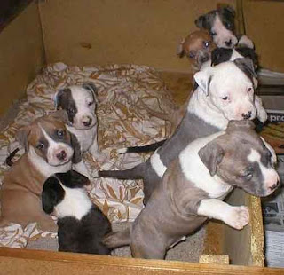 Staffordshire Terrier puppies