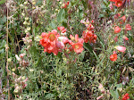 Scarlet Globemallow