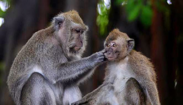 Alikhlasmusholaku.blogspot.com: Kisah Manusia yang Dikutuk 