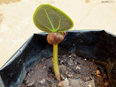 Jatobá, jatoba, jatoba da mata, mudas de jatoba, sementes de jatoba, mudas, sementes, nativas, seedlings,  seeds,  native seedlings, planta nativa, planta, árvore, plantas, mudas nativas, plantas nativas, natureza, conservação, natureza e conservação, fotos, fotografias