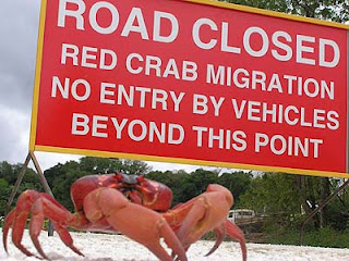 Did You Know :: Red Crab           ... by MPASC Team