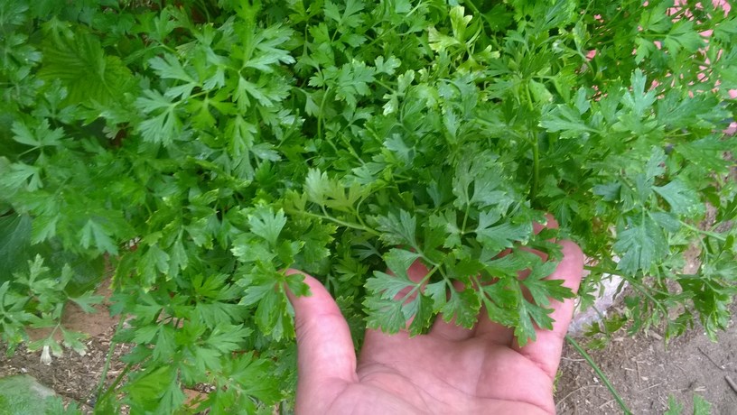 Parsley (Petroselinum crispum) is a culinary and medicinal herb native to the Mediterranean. The leaves, stems, and seeds of the herb are used as a garnish or for flavoring food.