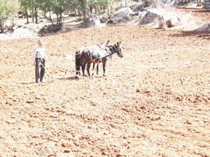 Hacılar Köyünde Çiftçi tarlasını at ve sabanla sürüyor