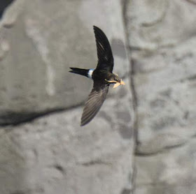 Pacific Swift - Apus pacificus