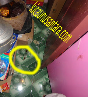 anti kecoa, obat anti kecoak, info obat anti kecoak