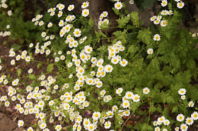 Summer flowers at Caste Acre Priory