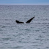 Se ven las primeras ballenas en Puerto Madryn