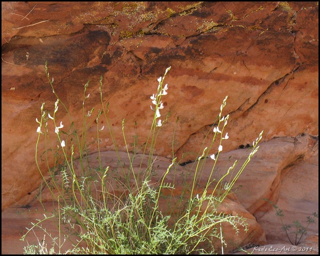 Wild Flower