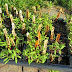 The Rusted Garden 2015 Tomato Seed Sale is Active: 40 Varieties I Hand Collected