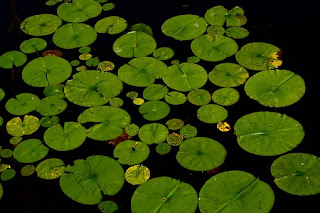 lotus leaf